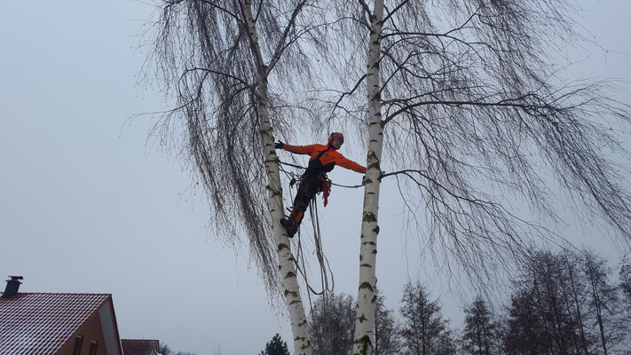 Baumpfleger in Seilklettertechnik in einer Birke, gesichert mit Gurt und Seilen, Dächer im Hintergrund.